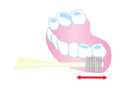歯を磨くのと同様に横磨きをするだけで、十分なマッサージ効果が得られます。