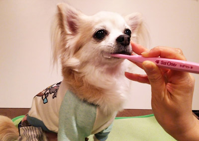 ペット業界で１番売れている犬用歯ブラシへの長い道のり